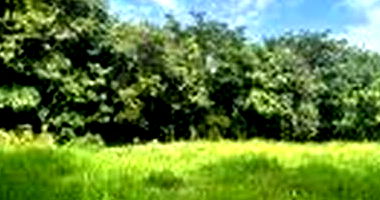 Terreno amplo sem área privativa, ideal para construção