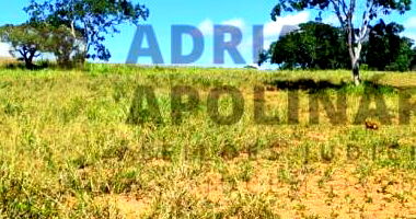 Fazenda São Brás e Almas com 485 ha