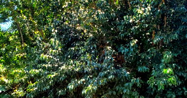 Terreno em Alvorada/RS com 76,75m²