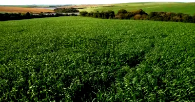 Área Rural com 7 Ha em São Miguel das Missões - RS