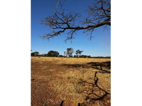 Sítio rural 1/9 da nua propriedade com 54.11 hectares, solo de boa qualidade