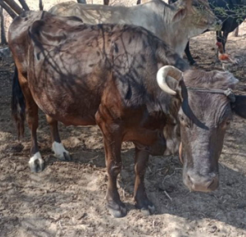 9 Vacas Holandesas Leiteiras - Oportunidade Única!