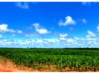 Sítio Rural com 98,8478 hectares em Cerejeiras/RO