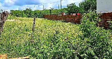 Terreno em Carnaubais/RN com 291,9m²