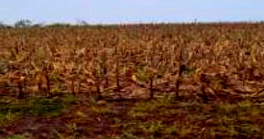 Chácara Rural com 20.220 m² em Toledo/PR