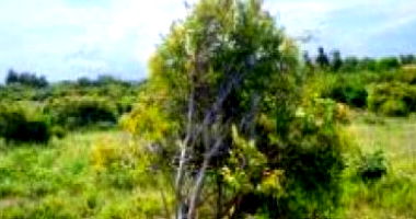 Terreno ocupado com 10.530,08m² em Santa Maria