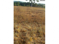 Fazenda Tarumã c/ 304,92 hectares - Bom Jardim de Goiás