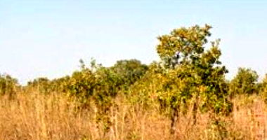 Lote de Terreno Urbano 30 no Jardim Califórnia - Oportunidade!