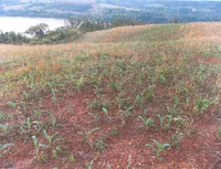 Terreno rural de 35.000m² sem benfeitorias