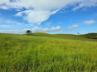 Fazenda com 477,46 hectares em Prudentópolis - Oportunidade Única
