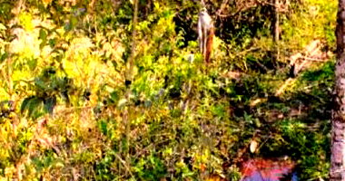 Fazenda com 0.34 ha em Monte Belo - MG