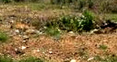 Terreno em Ico/CE com 1200m²