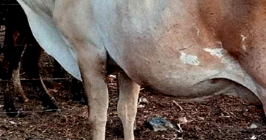 Oportunidade: 8 Vacas Girolanda em Saloa/PE