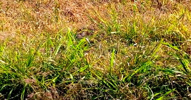 Terreno Urbano com 480m² em Cascavel/PR