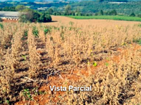 Ampla Área Rural com 121.157,89m² em Concórdia - SC