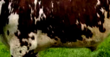 13 Vacas Girolandas com Bezerros e 13 Vacas Solteiras