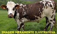 13 Vacas Girolandas com Bezerros e 13 Vacas Solteiras