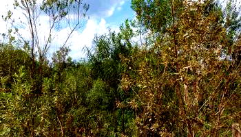 Direitos de posse sobre imóvel rural com 2.800m²