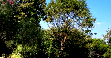 Terreno de 364m² em Florestópolis/PR - Oportunidade Única!