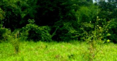 Imóvel Rural em Costa Marques/RO com 16,70ha