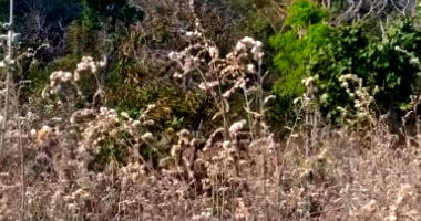 Chácara Serrinha Rural com 27 Hectares