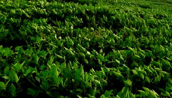 Imóvel Rural com 72.600 m² em Anchieta-SC