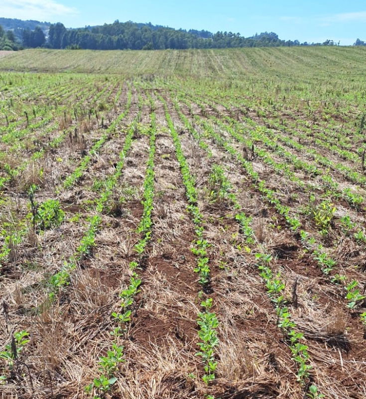 Terreno com grande potencial agrícola em Maravilha/SC