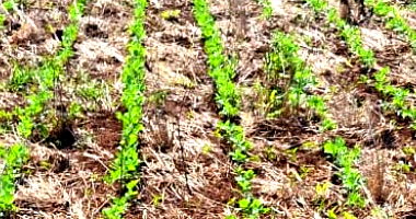 Terreno com grande potencial agrícola em Maravilha/SC