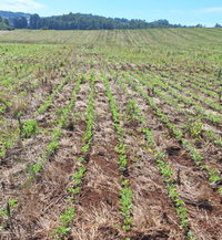 Terreno com grande potencial agrícola em Maravilha/SC