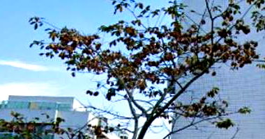 Apartamento Ocupado com 1 Vaga em Vargem Pequena - Rio de Janeiro/RJ