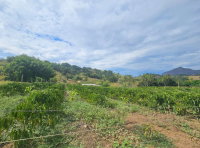 Imóvel Rural com Lavoura Cafeeira e Estruturas em Alegre-ES