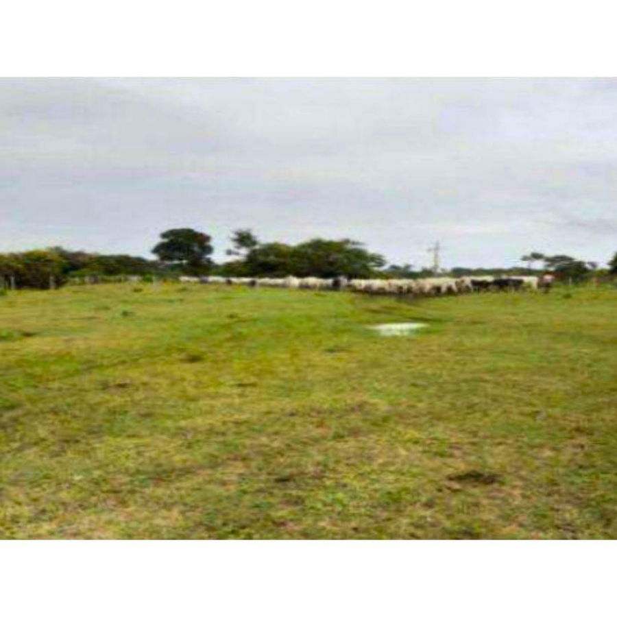 Fazenda Taxy com 256,92 ha em Oriximiná/PA - Imóvel Ocupado