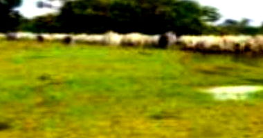 Fazenda Taxy com 256,92 ha em Oriximiná/PA - Imóvel Ocupado
