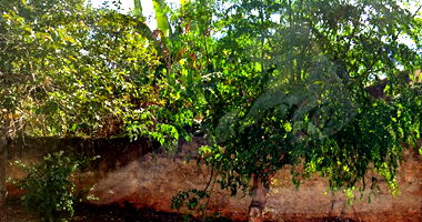 Imóvel Urbano Ocupado com 3 Quartos em Ribeirão Preto