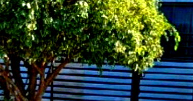 Casa Ocupada com 3 Dormitórios e Garagem para 3 Carros