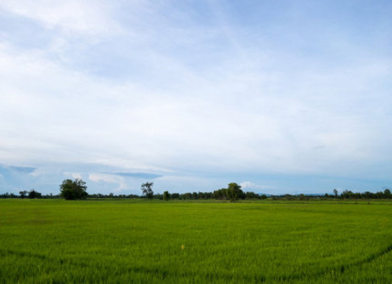 Imóvel rural com plantação de café em Santa Margarida/MG