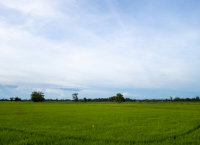 Imóvel rural com plantação de café em Santa Margarida/MG