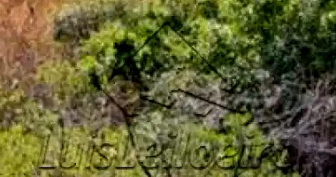 Terrenos na BR-293, Candiota/RS - Lotes 02, 03, 04 e 05