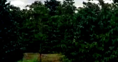 Sítio Rural Terra Nova com 12,10ha - Imóvel Ocupado