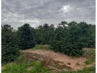 Sítio Rural Terra Nova com 12,10ha - Imóvel