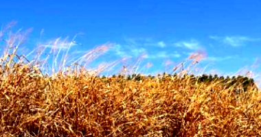 Casa em leilão com potencial para família, área ampla