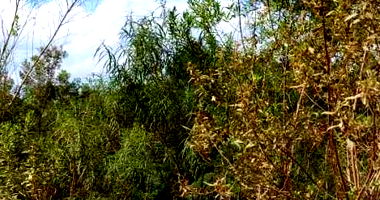 Direitos de posse sobre imóvel rural com 2.800m²