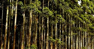 4.84ha de Terras com Plantação de Eucalipto