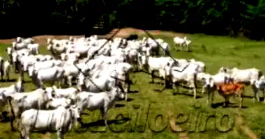 Propriedade Rural com 82,53 Hectares em Guapé/MG