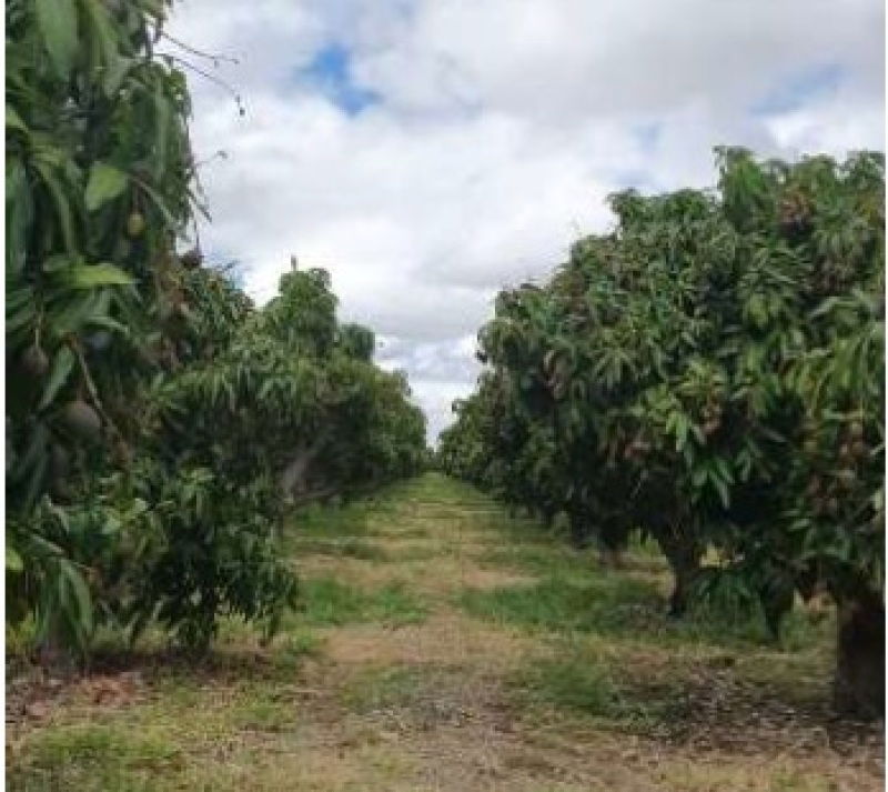 Área irrigável de 6,6 hectares em Petrolina-PE