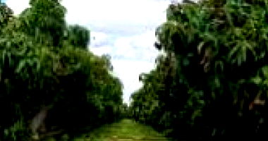 Área irrigável de 6,6 hectares em Petrolina-PE