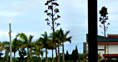 Terreno Industrial com Galpão em Içara/SC