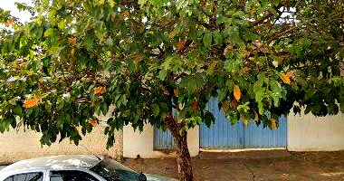 Casa com 300m² na Rua Joaquim Marques, Ribeirão Preto/SP