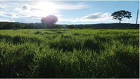 Fazenda São Domingos em Piranhas/GO - 22,7178 HA