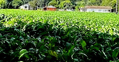 Imóvel Rural com 730m² em Irineópolis-SC